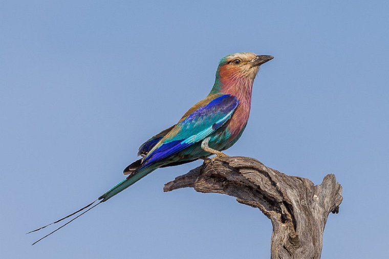 014 Botswana, Chobe NP, vorkstaartscharrelaar.jpg